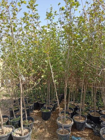 Buket güllər: Qara qablarda olan gənc ağaclar satılır. Bu ağaclar həyətləri, bağları — 1