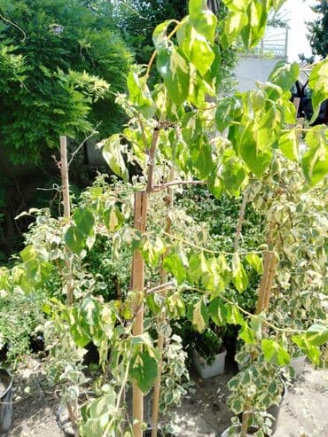 dibçək gülləri satışı: Otaq gülləri — 9