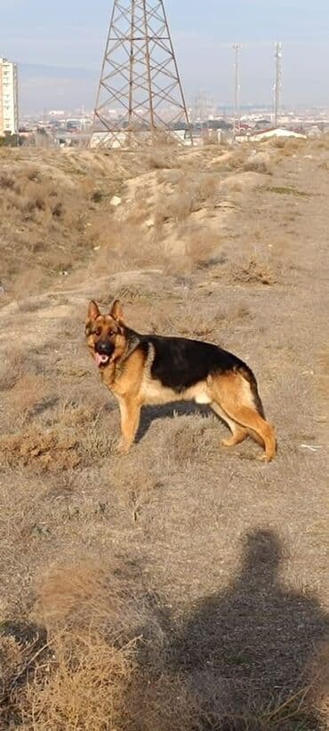 cane corso qiymeti: Alman çoban iti, 2 il, Erkek, Sənədli — 8