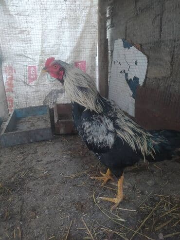 аксессуары и одежда для собак: Heyratıdan donme xoruz — 1