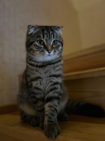 вислоухий сиамский кот: Шотладская вислоухая, Самец — 4