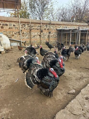 heyvan bazari inekler: Dişi, Ətlik, Ünvandan götürmə — 4