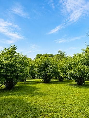 Продажа участков: 4 соток, Для строительства, Собственник, Купчая — 6