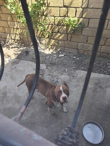 cütleşdirme: Pitbul, Erkək — 4