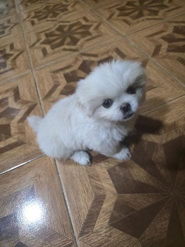 xaski satilir: Pekines, 2 ay, Dişi — 5