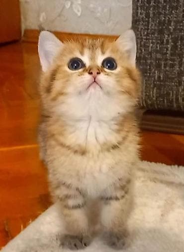 pişik erkek: Britan, Erkək, Ünvandan götürmə — 3