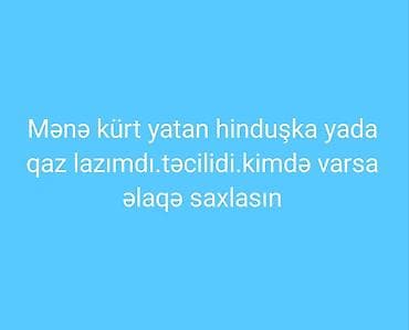 cex qus: Axtarıram: kürt yatan hinduşka və ya qaz Təsvir: - Yumurtaların — 1