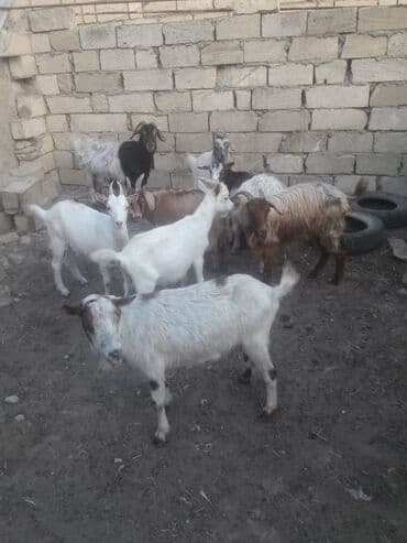 simmental inək cinsi: Dişi, il: 1, 15 kq, Damazlıq, Ünvandan götürmə — 3