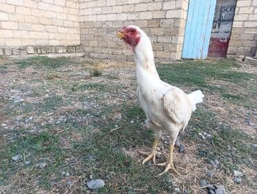 yerli inekler: Петух, лет: <1 — 2