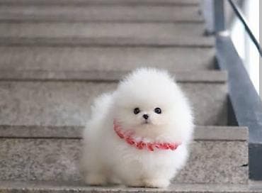 Gəmiricilər: Şpitz, 2 ay, Sənədli — 1