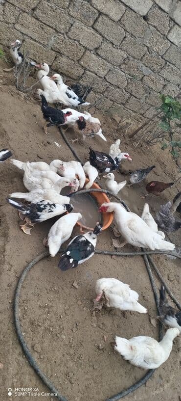 zumrud ordək: Məhsul: Muskovi (Hind) ördəkləri – müxtəlif rənglərdə sürü Təsvir: - — 11