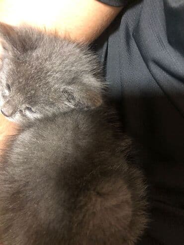 pişiklər bala: Britan, Erkək, Yaxşı əllərə, Ünvandan götürmə — 3