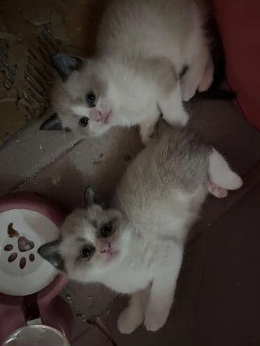 pişik cins: Ragdoll tipli balaca pişiklər - Rəng: açıq krem/bej bədən, qulaqlar — 1