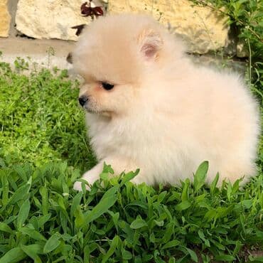 canavar balasi satilir: Şpitz — 2