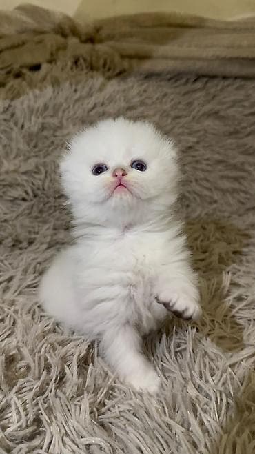 ağ pişik cinsləri: Ağ tüklü balaca pişik balası – yumşaq, uzun və sıx yun örtüyü, iri — 6