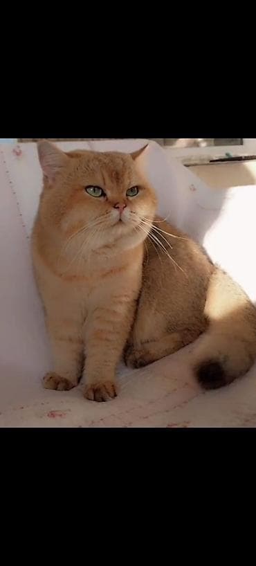 meyn kun pişiyi: Qızıl şinşilla, Erkək, Cütləşmə üçün — 4