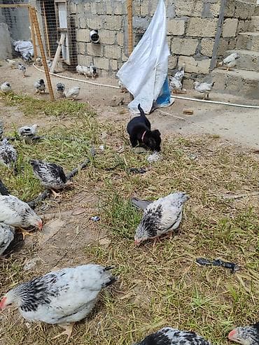 pişik sortlari: ‼️ Təcili Satılır ‼️ Zvanok təmiz cins 3 aylıq Dişi Tam sağlam — 7
