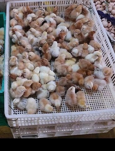 Salam Allah herkesin coreyin versin. lider55 .Xarkov qenberi