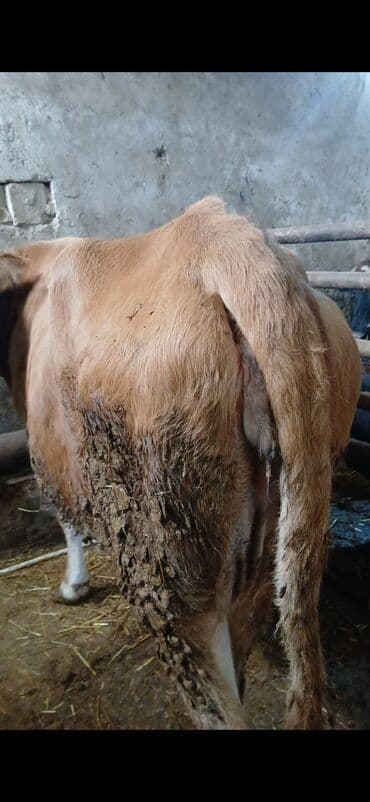 Quşlar: Sarı-qonur rəngli inək satılır. Orta ölçülü, uzun bədən quruluşu, ağ — 3