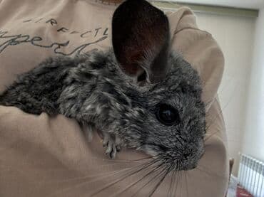 купить британская шиншилла: Çinçilla – boz-mərmər rəngli, yumşaq və sıx xəzli, iri qulaqlı və uzun — 1