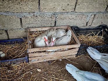 Ördəklər: Dişi, | Lal ördək, Damazlıq, Ünvandan götürmə — 5