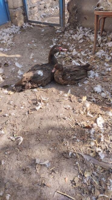 котята в добрые руки: Ördəklər — 1