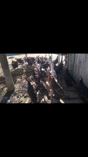 İtlər: Hinduşkalar satılır. 13Xoruz, 13Fərə. Tam təbii yetişən quşlardır — 1