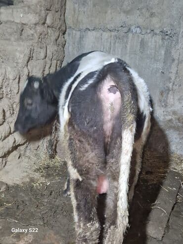 Inəklər, öküzlər: Satlıq: qaramal – erkək buzov/ dana - Növ: ətlik istiqamətli qarışıq — 8