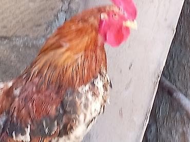 pişik satisi 2020: Salam 9 ayliq xoruzdu tam sağlamdi öz he yetimin heyvandi banliyir — 10