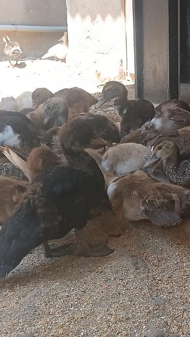 satılan atlar: Salam sort lala ördək balaları satılır q öküz . valanda . zumrudu — 7