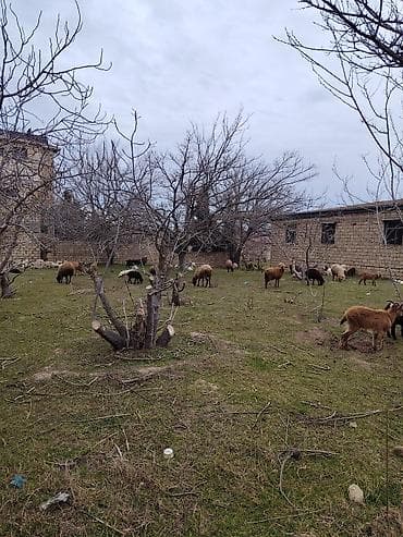 Дома: 22 соток, Для строительства, Риэлтор, Купчая — 8