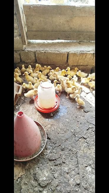 Salam tam saqlam pekin kuban ordeklerdi 14 gunlukduler qiymet 2.80