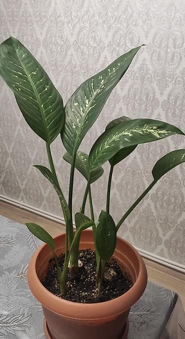 ev gullerinin satisi: Diffenbaxiya — 2