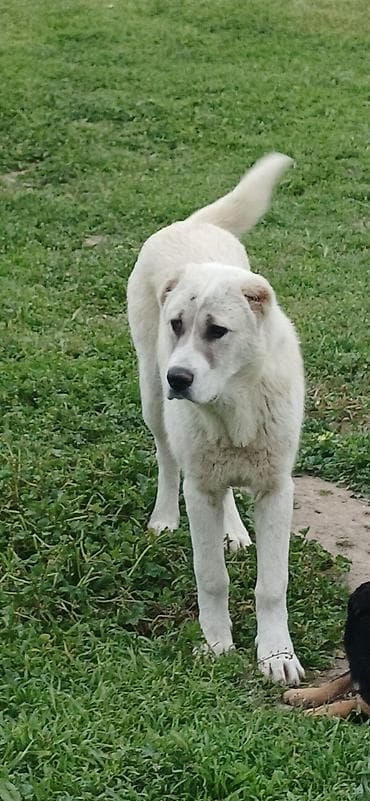 sivas kangal kanqal iti: Qurdbasar, 6 ay, Dişi, Peyvəndli, Ödənişli çatdırılma — 7