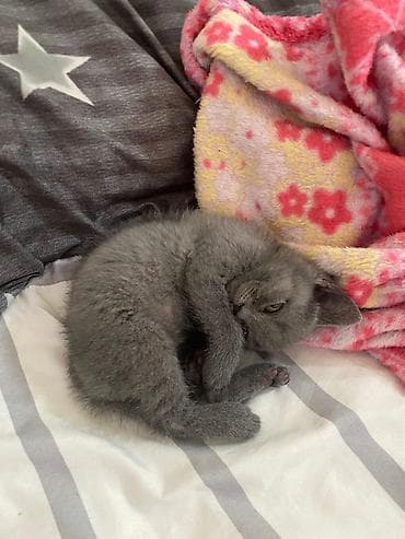 Yaxşı əllərə lalafo.az -da Yaxşı əllərə