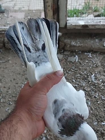 goyercinlər: Əbrəş boynu güllü göyərçin satıram erkeyə oxşuyur dünən tutmuşam erkey — 3