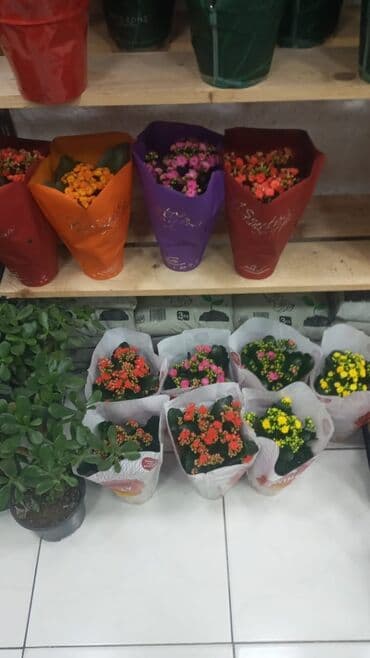 Gübrələr: Gül satsi Vathcapa yazın isdediyniz gülü ünvanda catraq Otaq gülleri — 14