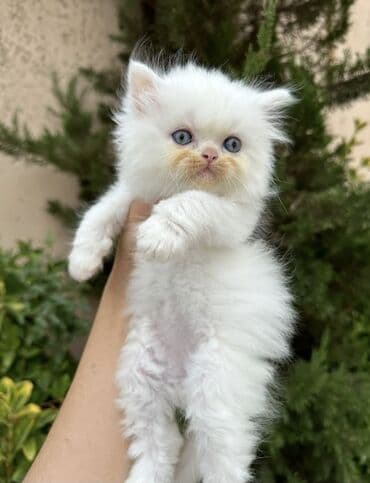 100 ile 400 arasi cins saf qan saqlam pisiklerimiz var sekilde olmayan