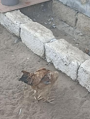 kend cuceleri: Salam gördüyüvuz heyratı fere satılır. Tam sağlam heyvandi — 3
