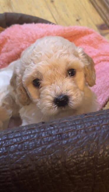 İtlər: Pudel, 2 ay, Erkek, Peyvəndli, Ödənişli çatdırılma — 9