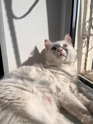 goyərcin şəkilləri: Türk anqora, Dişi, Yaxşı əllərə — 1