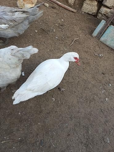 erkəy dana: Erkək, | Lal ördək, Ətlik — 3