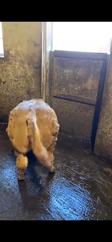 ucuz keci: Cins buzov – ətlik istiqamət - Rəng: açıq qəhvəyi, alnında ağ ləkə - — 7