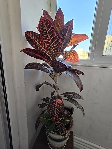 ev bitkiləri: Kroton (Codiaeum variegatum) otaq bitkisi - Yarpaqlar: iri, sıx və — 1
