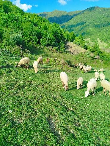 qoyun mal: Dağ otlağında bəslənən qoyun sürüsü - Növ: Qoyun (ana və balalar) - — 2
