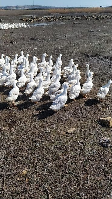 macar ördek: Salam ordek salyanda yerlewir 300 ededir cox alana endirim edecem — 2