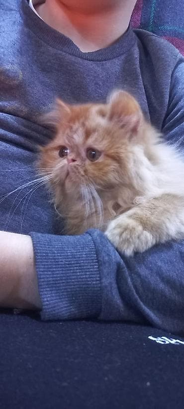 pişiy adlari: Fars, Erkək, Yaxşı əllərə, Pulsuz çatdırılma — 4