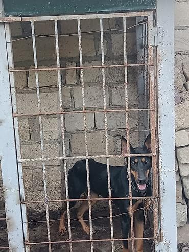 itlərin təlimi: Doberman, 11 ay, Dişi — 1
