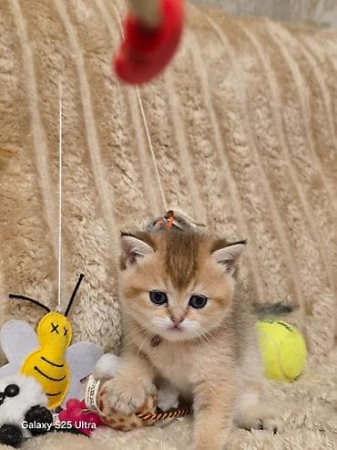 Животные: Британская — 2