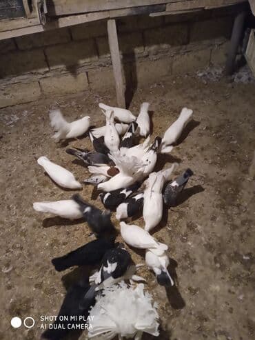 geref quşu: Super göyərçinlər bu yay 7-8 saat uçan Dəniz qırağında gecədən — 4